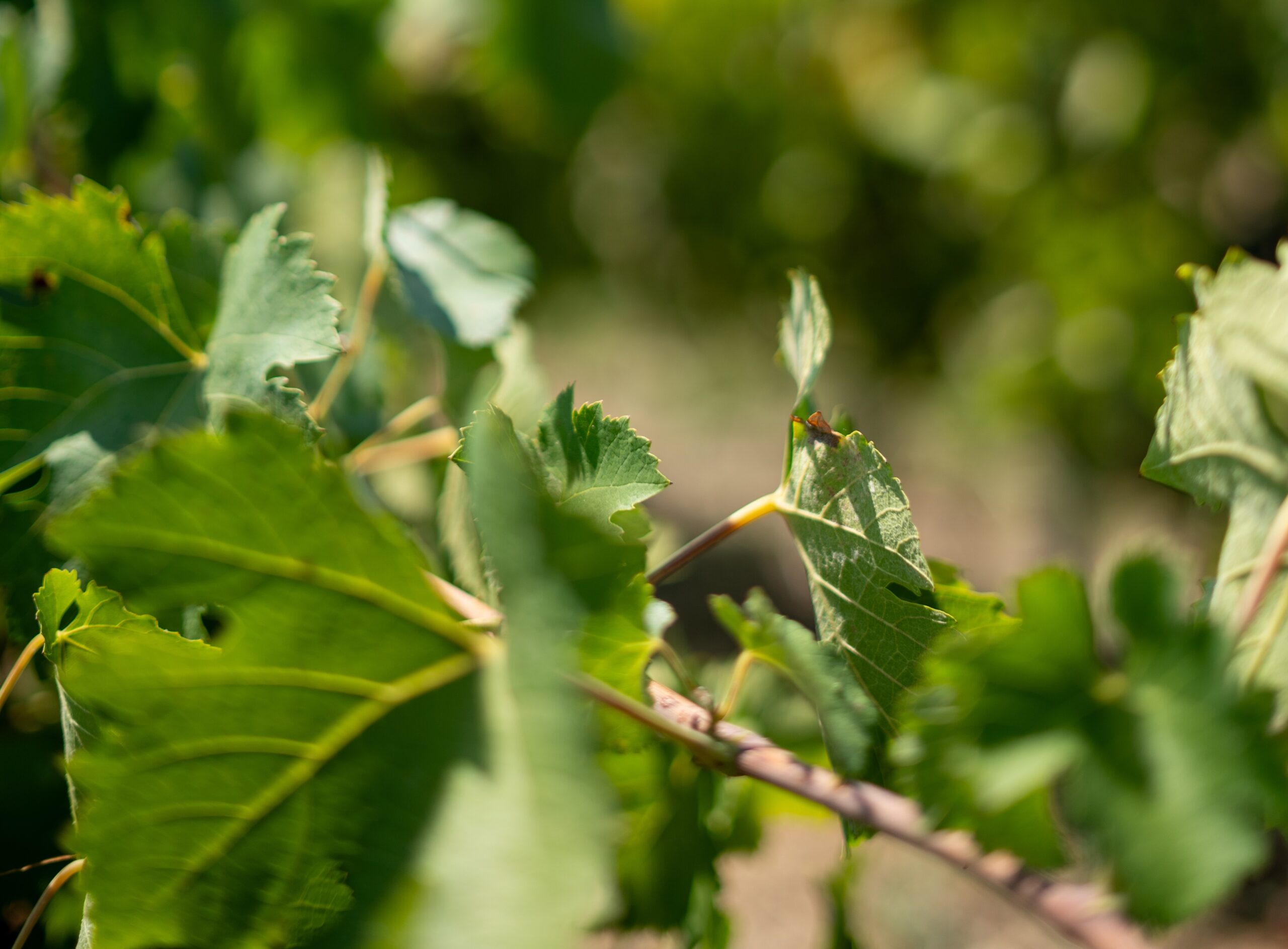 Cave des Vignerons du Bérange